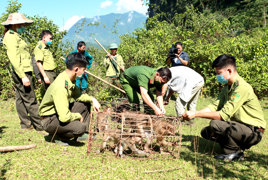 Hạt kiểm lâm huyện Vị Xuyên phối hợp với các cơ quan liên quan thả 5 cá thể khỉ về rừng tự nhiên.