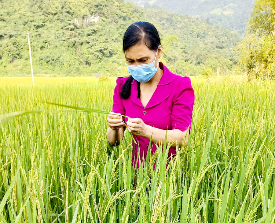 Cán bộ Trạm Bảo vệ thực vật thành phố Hà Giang kiểm tra sâu bệnh hại lúa Mùa tại xã Phương Độ (thành phố Hà Giang).