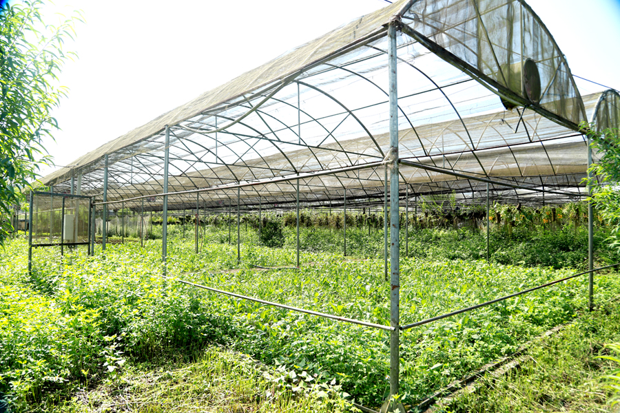 Lưới chắn côn trùng của 3.000 m2 nhà lưới không phát huy hiệu quả.