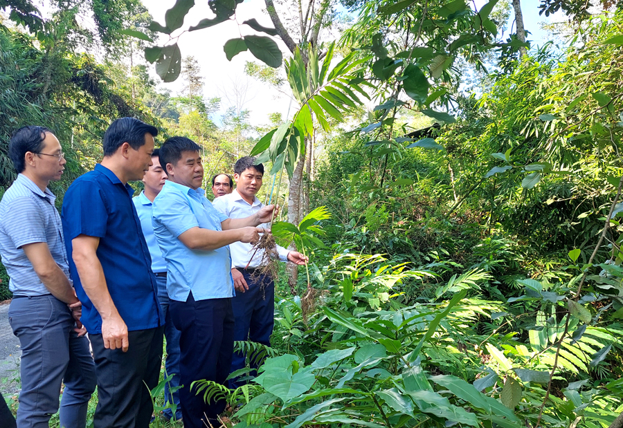 Đoàn công tác của Văn phòng Điều phối NTM tỉnh thăm mô hình trồng cây Sa nhân tím tại xã Hồ Thầu.