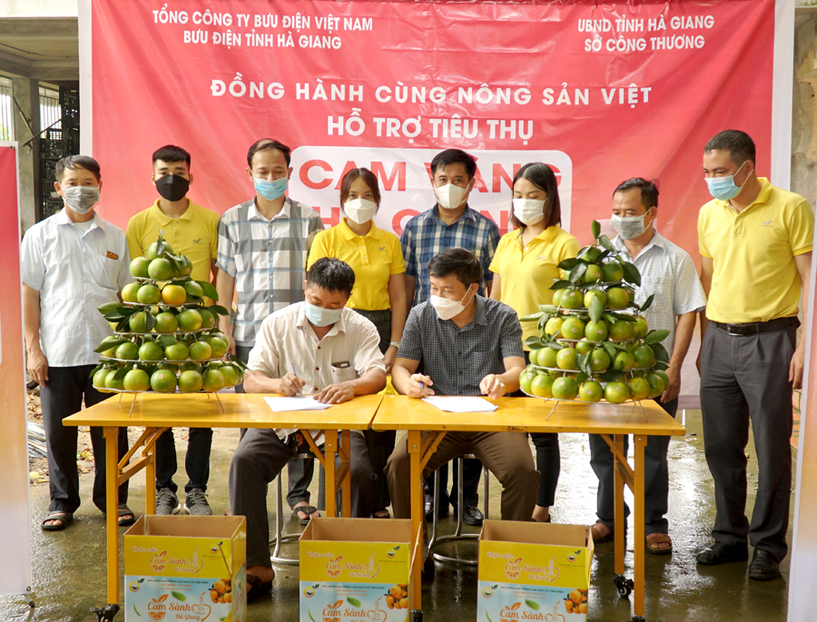 Bưu điện Hà Giang và Hiệp hội trồng cam sạch xã Vĩnh Phúc, huyện Bắc Quang ký kết tiêu thụ 10 tấn cam vàng