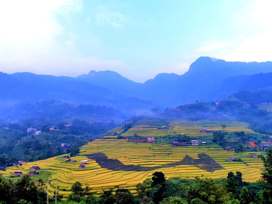 Bản đồ Việt Nam được tạo hình bởi cây lúa nếp tím ở ruộng bậc thang xã Nấm Dẩn.  Ảnh: THÀNH NHÂN