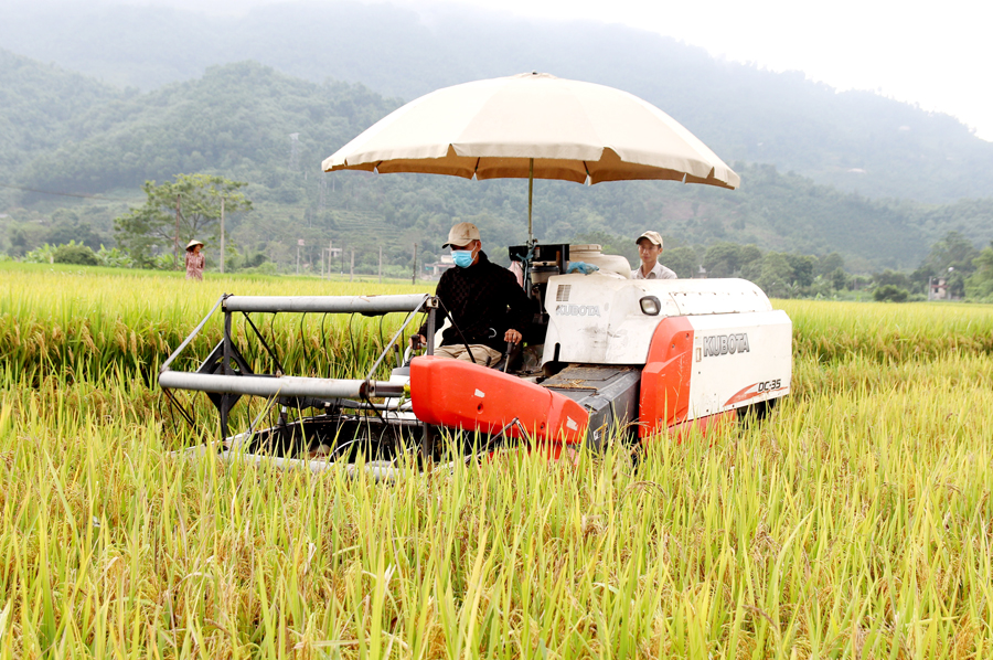 Người dân xã Việt Vinh sử dụng cơ giới hóa thu hoạch lúa tại những cánh đồng mẫu.