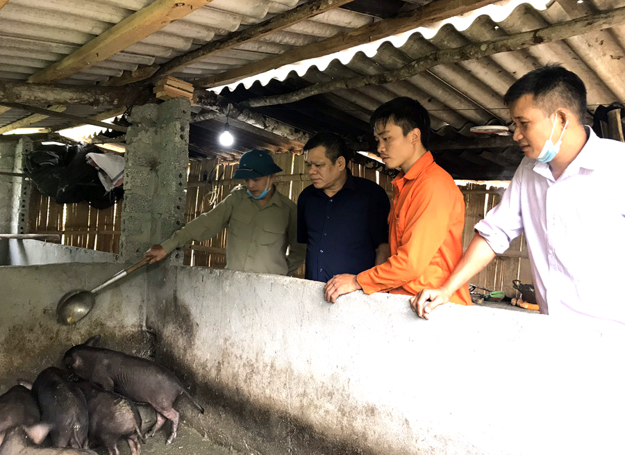 Gia đình anh Triệu Quang Minh, thôn Tả Ván chăn nuôi lợn đen theo hướng hàng hóa.