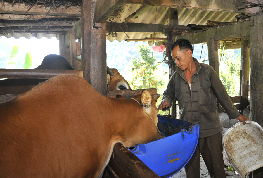 Anh Lầu Chứ Tủa luôn luôn đi đầu trồng cỏ nuôi bò và hướng dẫn người dân trong thôn cách chăn nuôi để mang lại thu nhập ổn định 