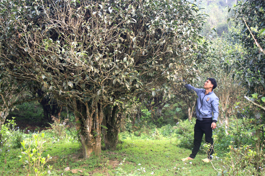 Những cây chè sinh trưởng ở độ cao trên 1.000 m so với mực nước biển của xã Hồ Thầu.