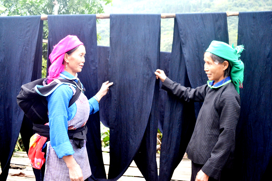 Nghề trồng chàm nhuộm vải mang lại nguồn thu ổn định cho chị Nùng Thị Lìn (trái), thôn Thăm Noong, xã Tát Ngà (Mèo Vạc).