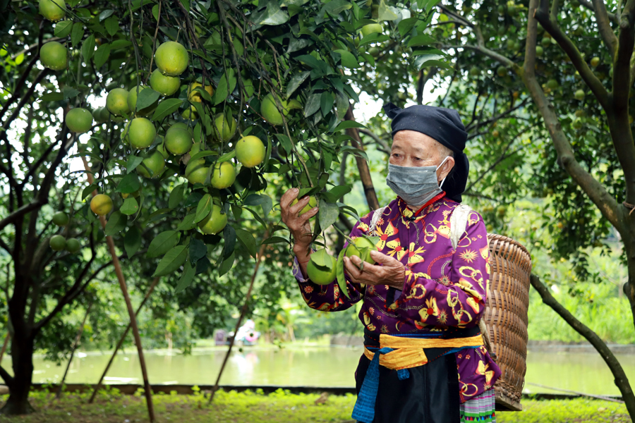 Gia đình ông Sùng Diu Sì, xã Vĩnh Phúc (Bắc Quang) vay 50 triệu đồng của Ngân hàng CSXH phát triển cây cam đem lại thu nhập khá.