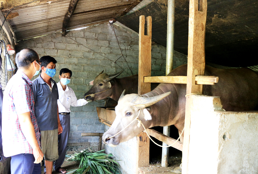 Cán bộ xã Lùng Tám (Quản Bạ) kiểm tra mô hình chăn nuôi tại hộ dân.