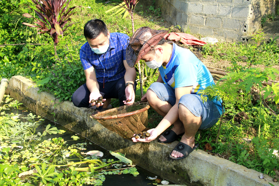 Phó Chủ tịch UBND xã Phú Linh (Vị Xuyên) Vũ Hồng Văn (trái) kiểm tra mô hình nuôi Ôc nhồi của gia đình anh Lý Thành Luân.