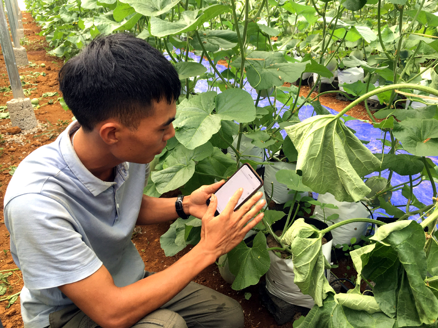 Quản lý HTX Thanh niên Phương Tiến đang sử dụng smartphone để vận hành hệ thống tưới thông minh trong khu vườn canh tác ứng dụng công nghệ của mình