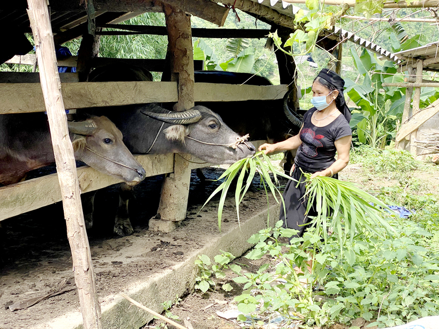 Bà Phan Thị Thi, thôn Nà Pâu chăm sóc đàn trâu. 					Ảnh: nguyễn ngân