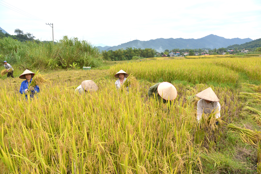 Nông dân xã Phương Tiến (Vị Xuyên) khẩn trương thu hoạch lúa Mùa, chuẩn bị trồng cây vụ Đông.