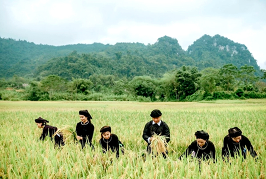 Du khách trải nghiệm gặt lúa cùng người dân trong thôn.