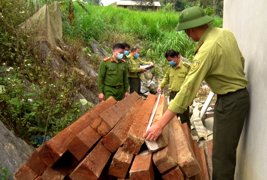 Lực lượng chức năng kiểm kê số gỗ tàng trữ trái phép.