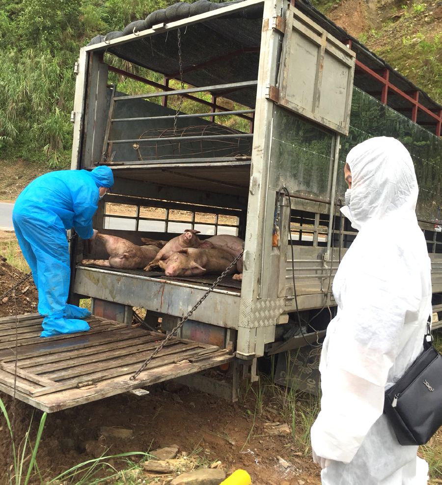 Tổng số 10 con lợn thịt, trọng lượng 542kg được giám sát tiêu hủy.