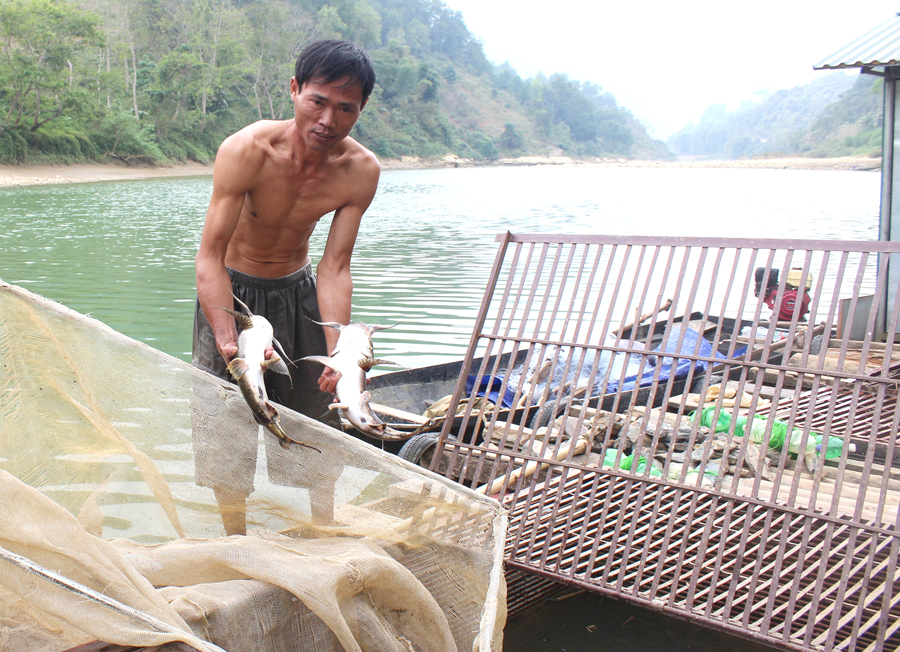 Anh Trần Văn Tường, nuôi cá Chiên trong lồng bè trên sông Gâm đoạn chảy qua địa bàn thị trấn Yên Phú.