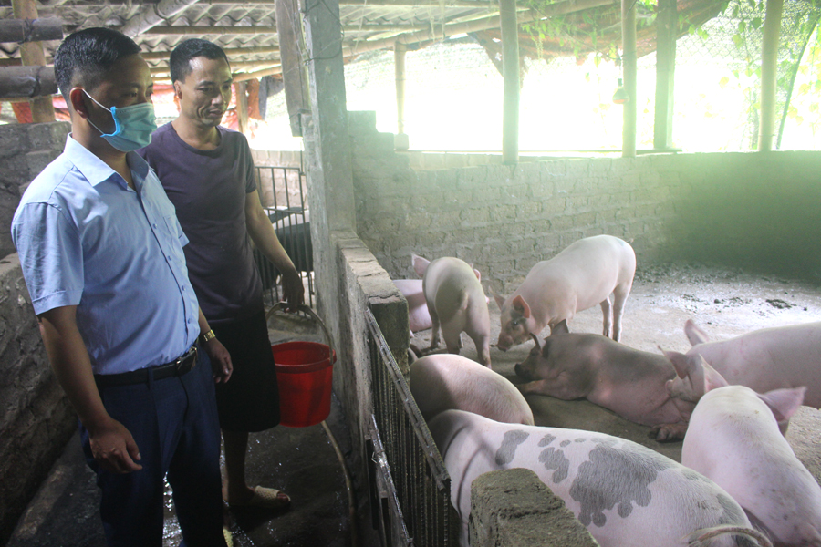 Nuôi lợn thương phẩm đem lại thu nhập cao của gia đình anh Trịnh Đăng Chiều, thôn Phìn Hồ.