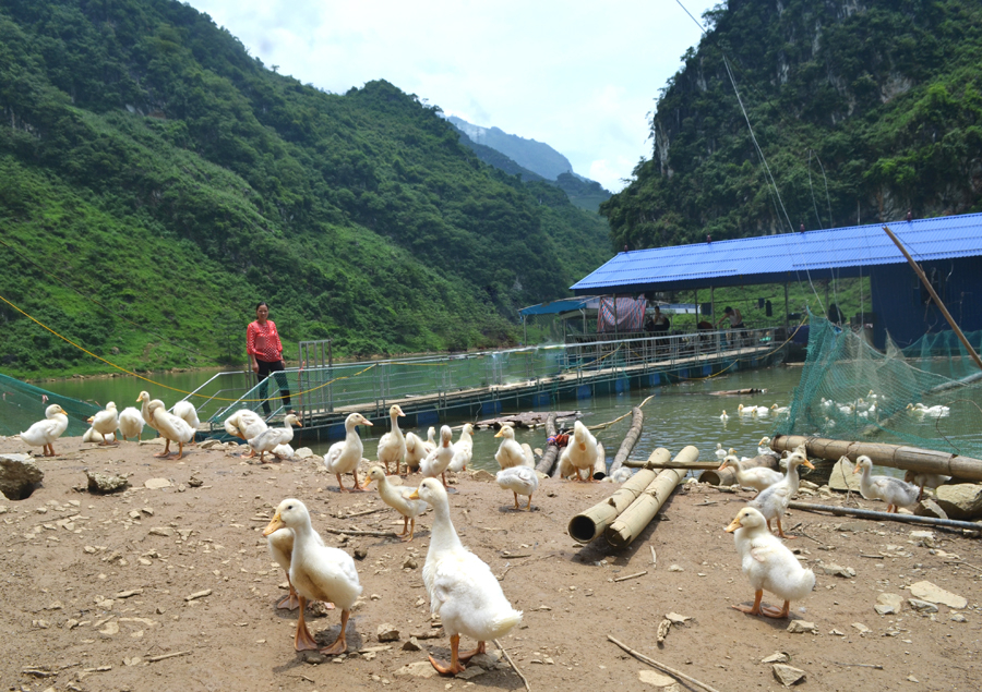 Hợp tác xã Du lịch – Dịch vụ nuôi trồng thủy sản Châu Kiệt, xã Khâu Vai thực hiện mô hình nuôi cá lồng kết hợp chăn nuôi vịt mang lại hiệu quả kinh tế cao.