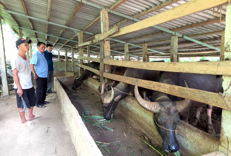 Mô hình chăn nuôi trâu, bò vỗ béo của gia đình anh Bồn Văn Cuổng, thôn Nà Viền, xã Giáp Trung (Bắc Mê).