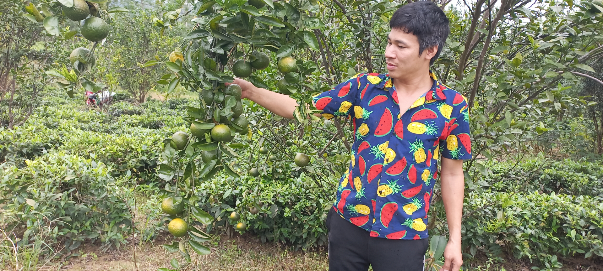 Nguyễn Bình Nguyên và vườn cam Sành chuẩn bị cho thu hoạch. 										Ảnh: trọng toan
