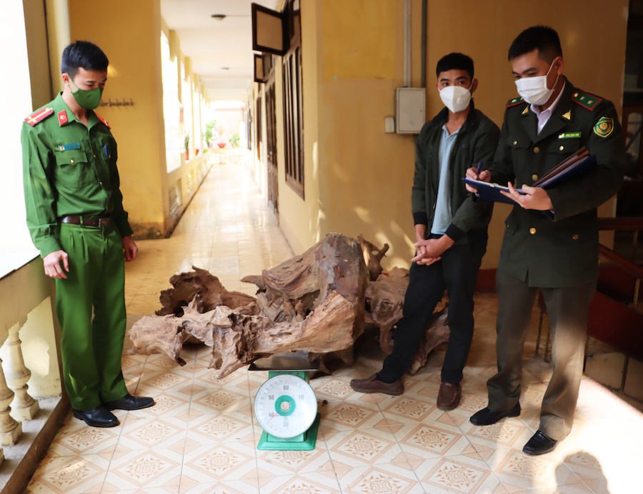 Công an thành phố Hà Giang và Hạt Kiểm lâm thành phố xác định trọng lượng các tang vật vi phạm.