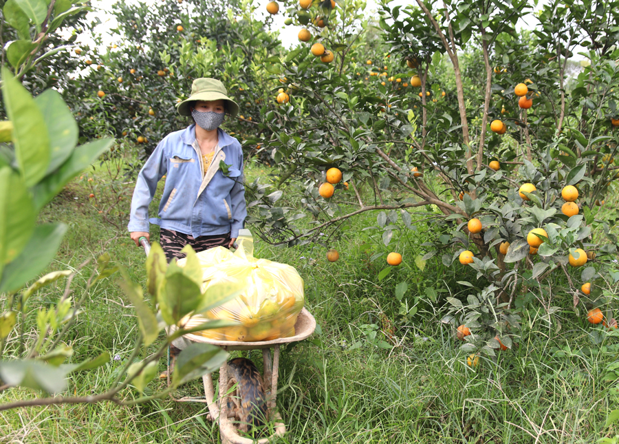 Người dân xã Tân Quang thu hoạch cam Vàng.