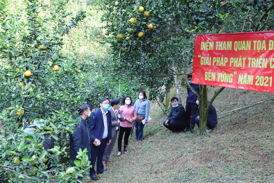 Vườn cam của gia đình ông Nguyễn Đức Nghĩa, thôn Sơn Nam, xã Hương Sơn, nơi tham quan tọa đàm.
