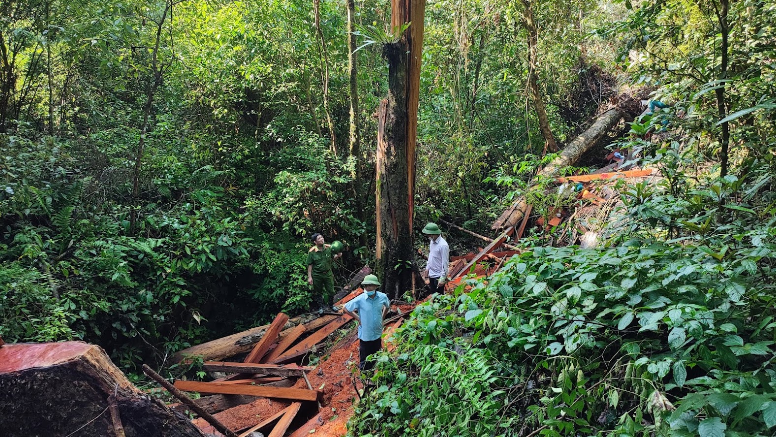Lực lượng chức năng kiểm tra hiện trường khai thác gỗ trái phép tại thôn Nà Bó.