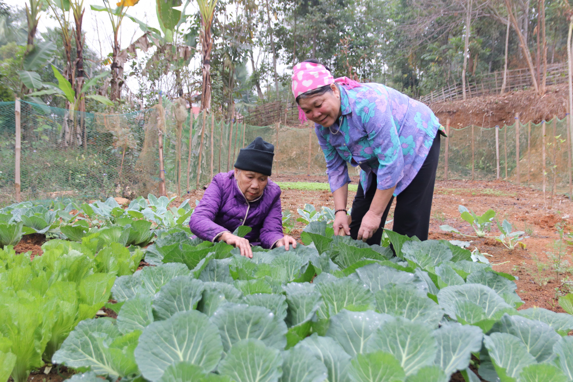 Phụ nữ xã Bằng Hành (Bắc Quang) tích cực cải tạo vườn tạp.