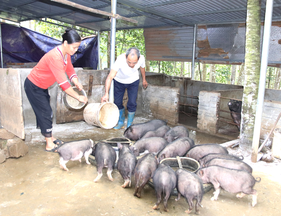 Nuôi lợn đen giúp hộ bà Lê Thị Thắm, xã Liên Hiệp (Bắc Quang) có nguồn thu ổn định.					 Ảnh: THU PHƯƠNG