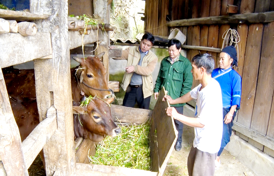 Lãnh đạo xã Pố Lồ kiểm tra công tác phòng, chống đói, rét cho gia súc tại một hộ chăn nuôi.