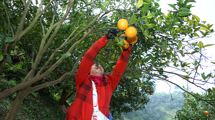 Không khí nhộn nhịp thu hoạch cam trên các sườn đồi, vườn cam ở Bắc Quang.
