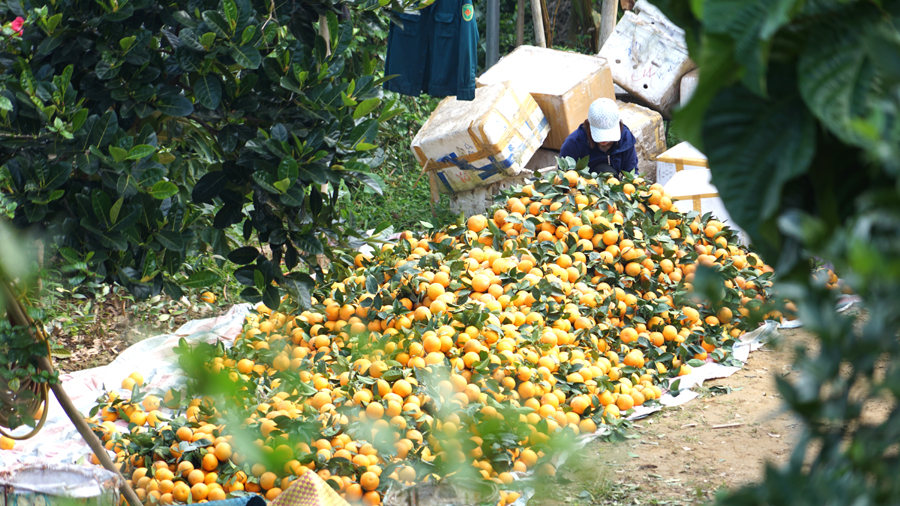 Giá bán cam tăng cao so cùng kỳ đang mang về cho người trồng cam nhiều niềm vui.