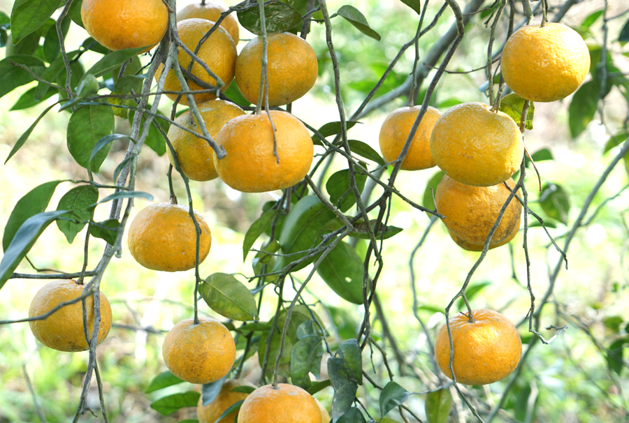 Các ngành chức năng ở Bắc Quang nhận định, sản phẩm cam sẽ có chỗ đứng vững, khi người trồng cam nắm được thị trường và tạo ra sản phẩm chất lượng tốt.