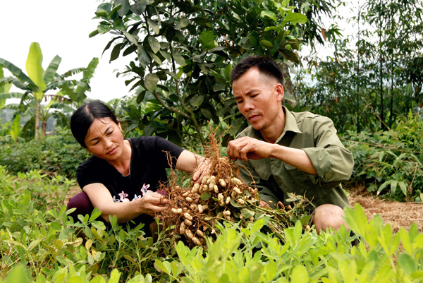 Gia đình anh Lý Văn Thu, thôn Nà Trà, xã Linh Hồ (Vị Xuyên) cải tạo vườn tạp sang trồng lạc.