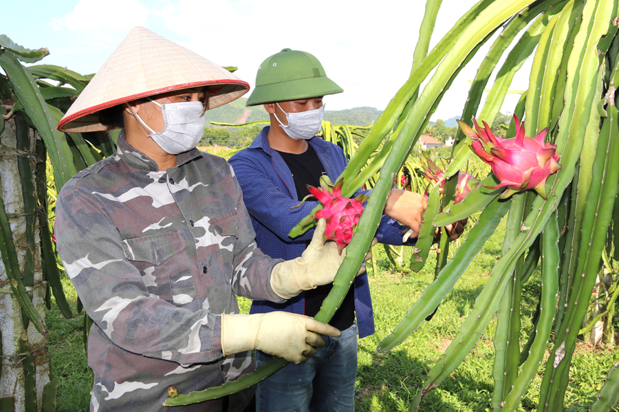 Các thành viên Hợp tác xã Thanh long ruột đỏ Đồng Yên thu hoạch sản phẩm.