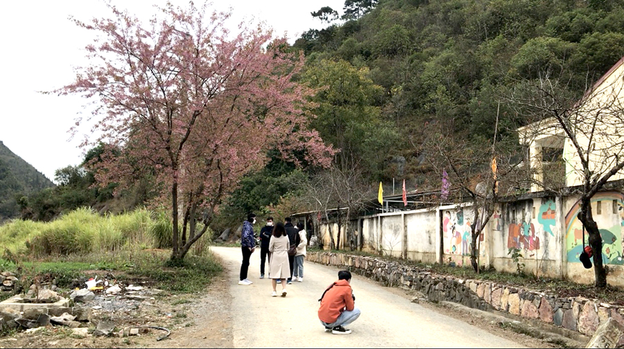 Du khách chụp ảnh lưu niệm cùng hoa Mai anh đào tại xã Lũng Cú.