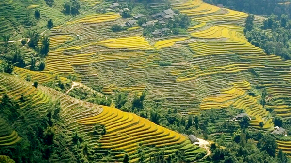 Ruộng bậc thang xã Thàng Tín, HOàng Su Phì  vừa được Bộ VH-TT&DL công nhận là Di tích Quốc gia.
