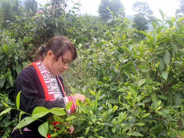 Người dân xã Nậm Ty (Hoàng Su Phì) thu hái chè Shan tuyết.                      Ảnh: TIẾN LÂM