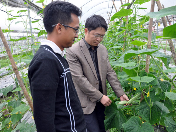 Lãnh đạo xã Phương Thiện, Công ty TNHH Côn Hà kiểm tra tốc độ sinh trưởng cây dưa chuột.