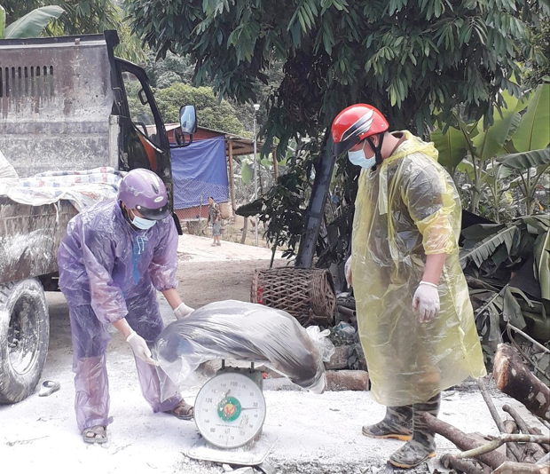 Các lực lượng cân trọng lượng và tiêu hủy 13 con lợn của hộ Sỹ Văn Cường, thôn Kéo Hẻn sau khi phát hiện dương tính với dịch tả lợn châu Phi