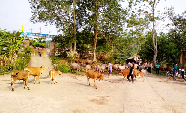 Người dân xã Yên Phong (Bắc Mê) đưa trâu, bò đi tiêm phòng dịch bệnh viêm da nổi cục.