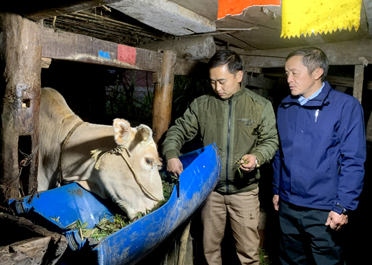 Cán bộ xã Sà Phìn hướng dẫn gia đình anh Sùng Mí Dính phòng chống rét cho đàn vật nuôi