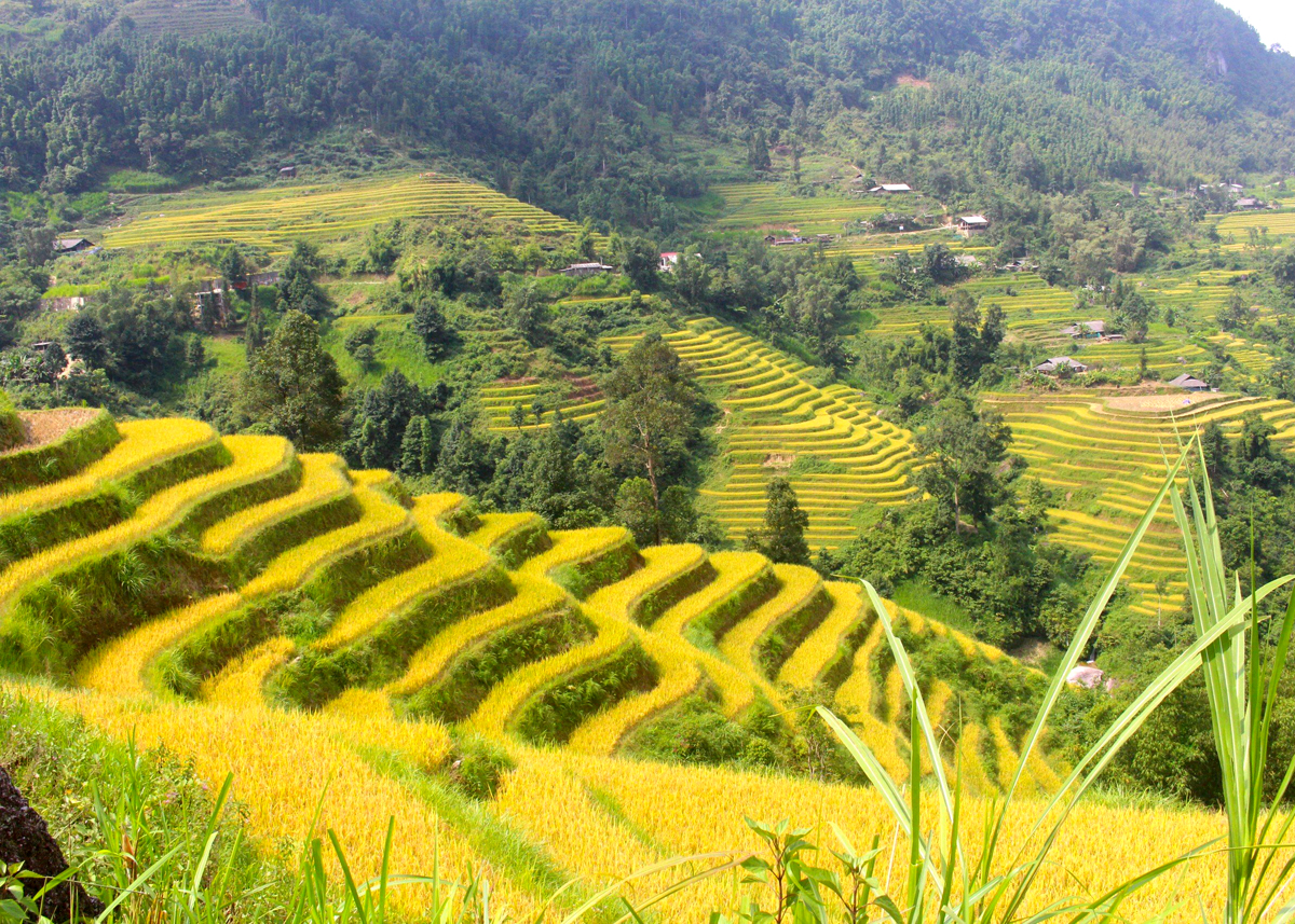 Ruộng bậc thang xã Tả Sử Choóng. Ảnh: YÊN HOA