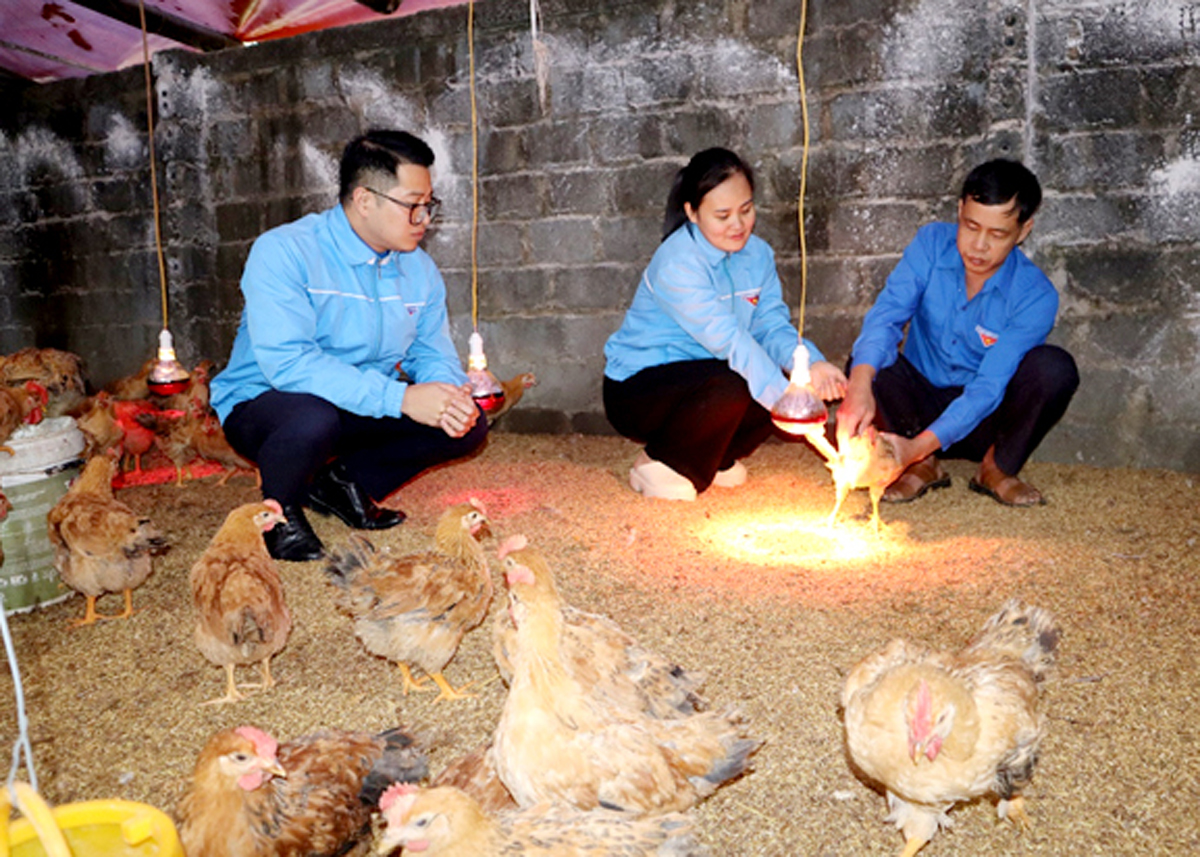 Gia đình anh Đinh Xuân Nam (người thứ 3 từ trái sang) chủ động sử dụng hệ thống đèn sưởi cho đàn gà