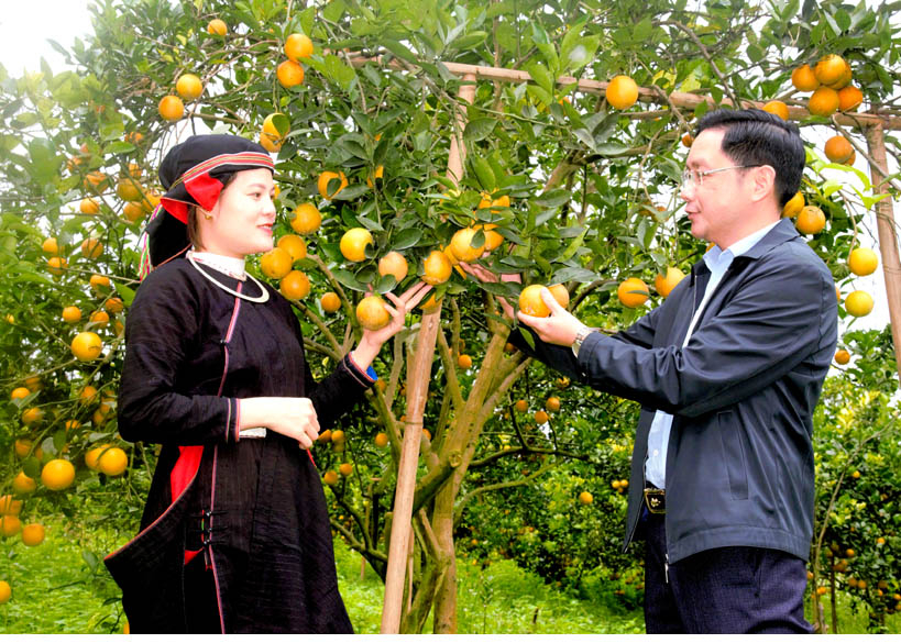 Lãnh đạo huyện Quang Bình thăm mô hình trồng cam Vàng tại thôn Chàng Mới, xã Yên Hà.
