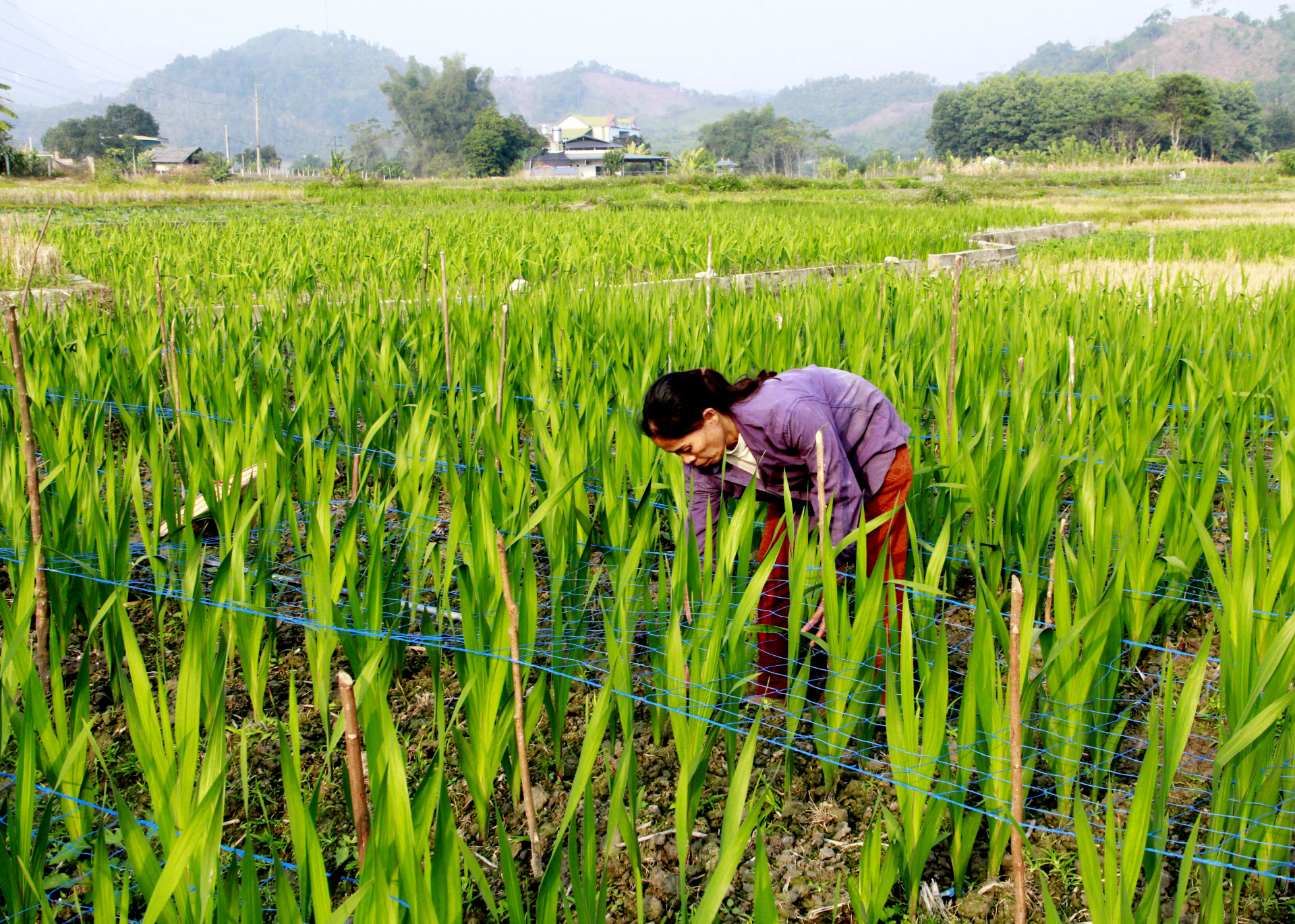 Chị Nguyễn Thị Trường, thôn Làng Nùng, xã Đạo Đức (Vị Xuyên) chăm sóc hoa Lay ơn phục vụ Tết.
