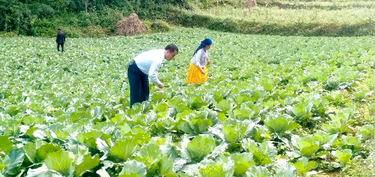 Người dân thôn Séo Lủng B, xã Sảng Tủng tích cực chuyển đổi cơ cấu cây trồng, nâng cao giá trị kinh tế. 											