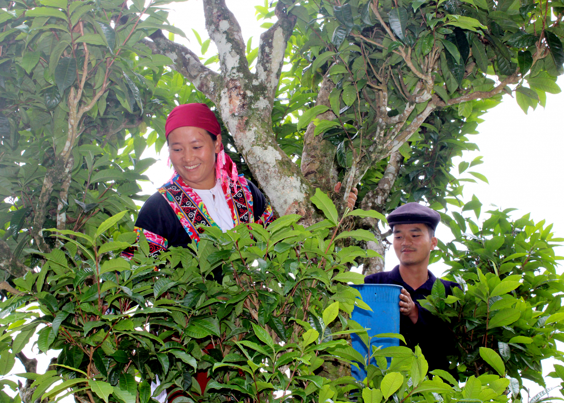 Người dân xã Tả Ván thu hái chè Shan tuyết.
